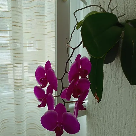 Orhideja * Višegrad