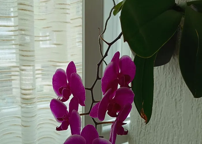 Orhideja * Višegrad